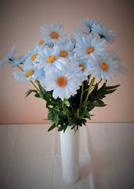 Image result for foto Kopretina