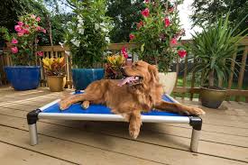 However, some people believe that raised dog beds can be just as effective at easing senior dog's joints and muscles as orthopedic dog beds. The Reasons Why You Should Invest In An Elevated Dog Bed And The Ones We Recommend