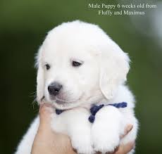 How to reserve an english cream golden retriever puppy. White English Cream Golden Retrievers Nj Ca Tx Fl Ct Ma Ri Pa Az Retriever Puppy Golden Retriever Puppies