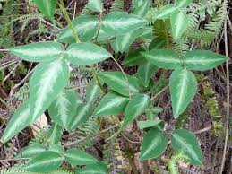 Image result for Desmodium uncinatum