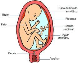 Desarrollo Del Feto A Los Seis Meses De Embarazo