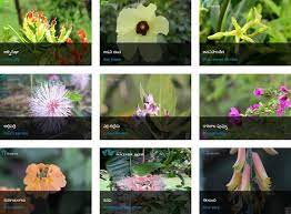 Click on above alphabets to view baby names for the select alphabet. Different Types Of Flowers With Names In Telugu Brainly In