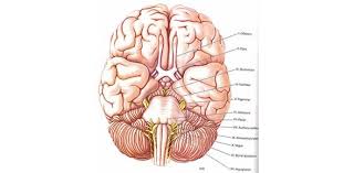 Cranial Nerve Quiz Anatomy Proprofs Quiz