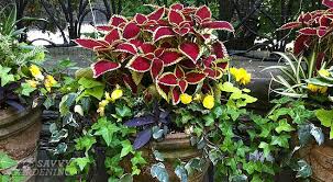 See more ideas about begonia, planting flowers, plants. A Container Garden Cheat Sheet