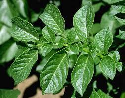 Image result for Solanum tuberosum