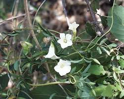 Image result for Merremia quinquefolia