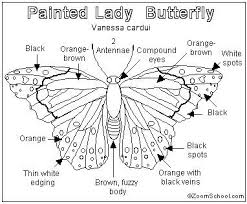 Painted Lady Butterfly Printout Enchantedlearning Com Butterfly Life Cycle Woman Painting Butterfly
