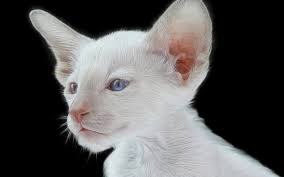 About 305 results (0.06 seconds). Wallpaper White Kitten Blue Eyes Black Background 1920x1200 Hd Picture Image