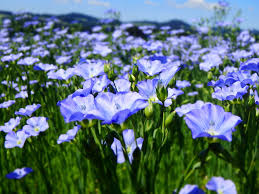 Bio Lein Mit Bildern Natur Bio