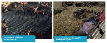 Laver les brins d'ail, les hacher, en faire un lit au fond d'un plat à rotir.assaisonner de sel et poivre, ajouter le beurre en ingrédients : Special Allaitement Des Chevreaux Alliance Elevage