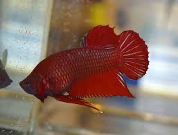 Betta Fish Betta Fish Ideas Bettafish Fishbetta Rt Wine Red Giant Betta Female Betta Splendens Siamese Fighting Fish 25 32 End Pez Betta Betta Peces