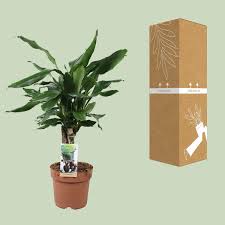 Image result for Dracaena steudneri