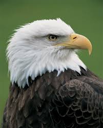 صور حيوانات نتائج بحث صور ياهو Animals Bald Eagle Wildlife