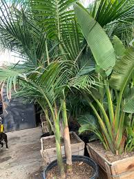 Image result for Archontophoenix cunninghamiana