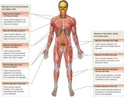 The 650 muscles in the human body control movement and help to maintain posture, circulate blood and move substances throughout the body. Muscle Anatomy Skeletal Muscles Groin Muscles Calf Muscles