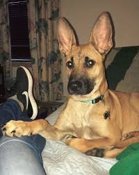 While we really recommend that you acquire one through a rescue, we understand that some people might go through a breeder to get their german shepherd mixed with boxer puppy. German Shepherd Boxer Mix Boxer Dog Info And Health Tips