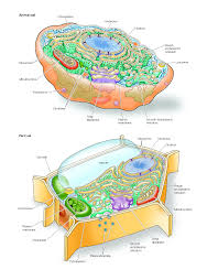 We did not find results for: Eukaryotic Cells Pediagenosis