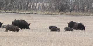 We did not find results for: Feral Wild Pigs Saskatchewan Pork Development Board