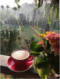 Pin By Karina Kiriyenko On Kaffee Coffee Pictures Coffee Tree Coffee Time