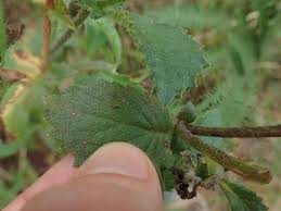 Image result for Crassocephalum rubens