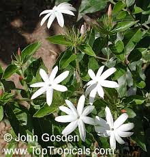 Image result for Jasminum dichotomum