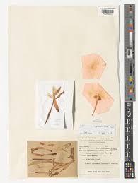 Image result for Siphonochilus kilimanensis