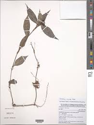 Image result for Stanfieldiella