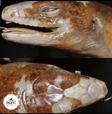 Image result for Steganotaenia hockii