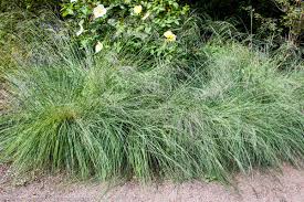 Image result for Eragrostis dinteri