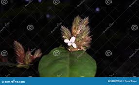 Image result for Phaulopsis imbricata