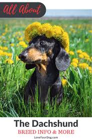 Dachshund Breed Information Long Haired Short Haired More Dachshund Lovers Dachshund Dog Dachshund Breed