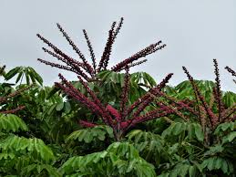 Image result for Rytigynia kigeziensis