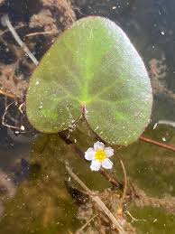 Image result for Nymphoides brevipedicellata