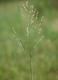 Image result for Panicum repens