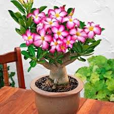 Image result for Adenium multiflorum