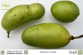 Die indianerbanane stammt ursprünglich aus nordamerika und wird auch pau pau (pawpaw) oder dreilappige papau genannt und trägt den botanischen namen asimina triloba. Indianerbanane Asimina Triloba Fesaja Versand