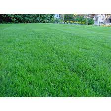 Kentucky Bluegrass Seed 1 Lb 50 Lbs In 2021 Grass Seed Centipede Grass Bermuda Grass