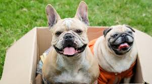 pug vs french bulldog breed differences similarities