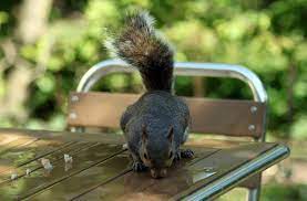 Going out of town and don't have anyone to care for your exotic pet. 10 Exotic Pets That Are Legal In Indiana Pethelpful