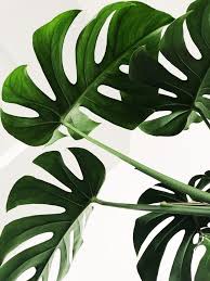 Everything You Need To Know About Monstera Plant Care Plant Wallpaper Leaf Art Plants