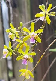 Image result for Psydrax richardsiae