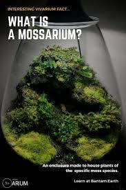 Mossarium Complete Care Guide How To Build Moss Terreriums Beautiful Terrariums Terrarium Plants Moss Garden