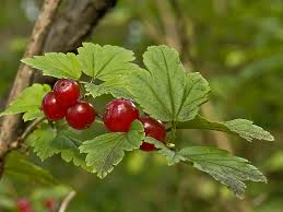 These shrubs need little winter care but should be occasionally checked for rabbit or other damage. Alpine Currant Ribes Alpinum Canada
