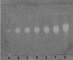 Image result for Tinnea antiscorbutica