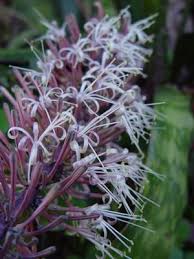 Image result for Sansevieria hyacinthoides