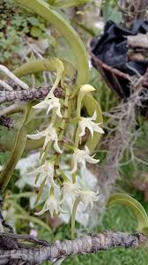 Image result for Cyrtorchis praetermissa