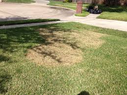 How to fix dead spots in st augustine grass. St Augustine Grass Brown Spots 158875 Ask Extension