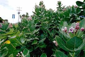 Image result for Calotropis gigantea