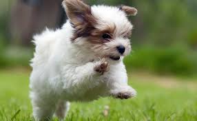 Available puppies cute havanese puppies what you get with your havanese puppies. Havanese Puppies Complete Breed Information Health Problems Petmoo