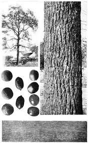 Image result for Oldfieldia macrocarpa
